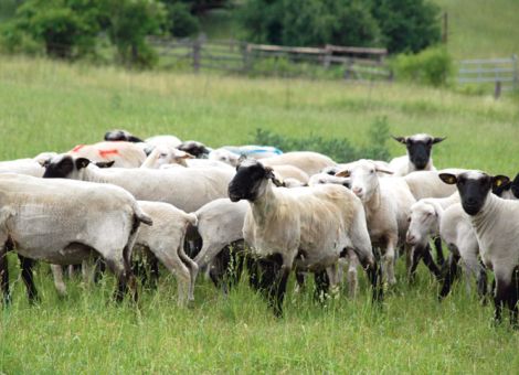 Schafhalter hoffen auf ein günstiges Urteil des EuGH