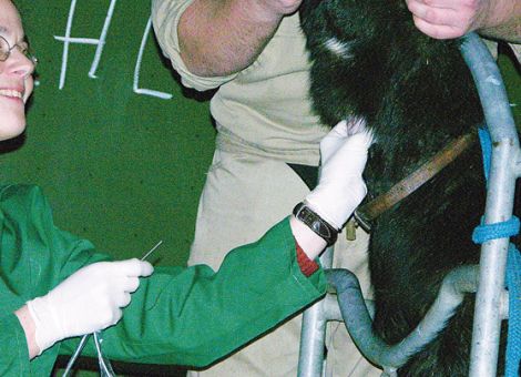 Schmallenberg, Mastitis, Pseudo-TB und Pasteurellose