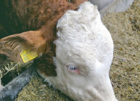 Edelteile vom Rind wieder gefragter