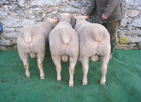 Frühjahrsauktion für Schafböcke