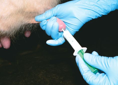 Antibiotikaeinsatz zum Trockenstellen prüfen