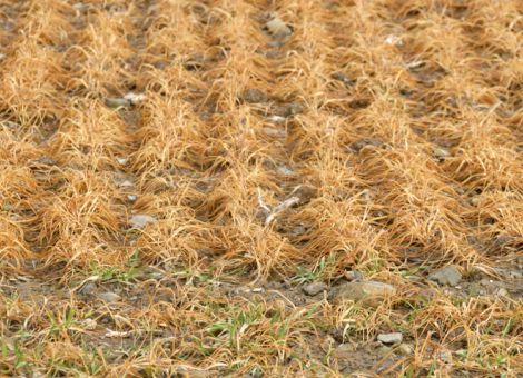 Wird der Weizen noch grün?