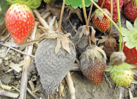 Grauschimmel vorbeugen