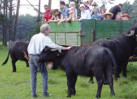 Büffelmilch, Bauernhofeis oder Erlebnisbauernhof?