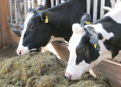 Was wird wirklich gebraucht im Milchviehfutter?