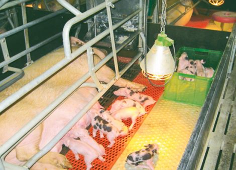 Ferkelverluste bei fruchtbaren Sauen senken