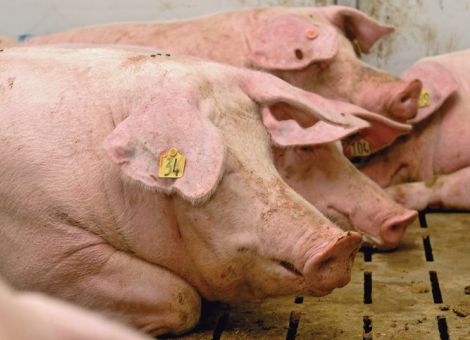 Sauen: Gruppenhaltung in EU längst noch nicht Standard