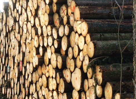 Fichtenholz wird knapp