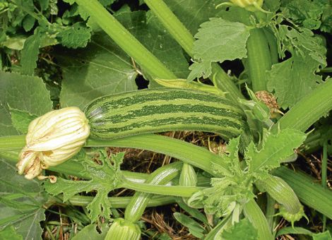 Zucchini – Blätter, Blüten und Früchte nutzen