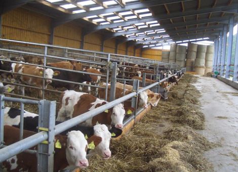 Rentabilität der Bullenmast monatlich ermitteln
