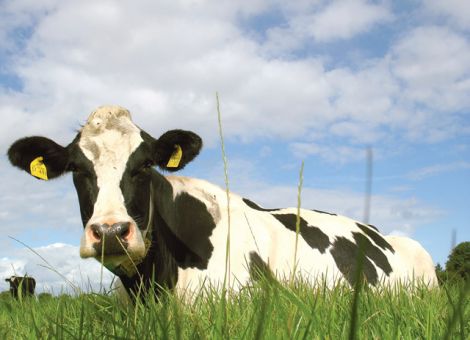 Sommerflaute im Rindfleischhandel?