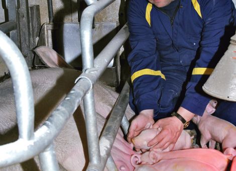 Hohe biologische Leistung und Tierschutz kein Widerspruch