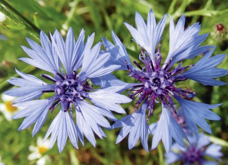 Die Kornblume und ihre Gäste