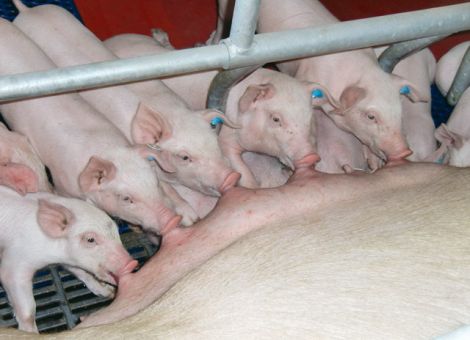 E.coli ist ein Dauerbrenner im Schweinestall