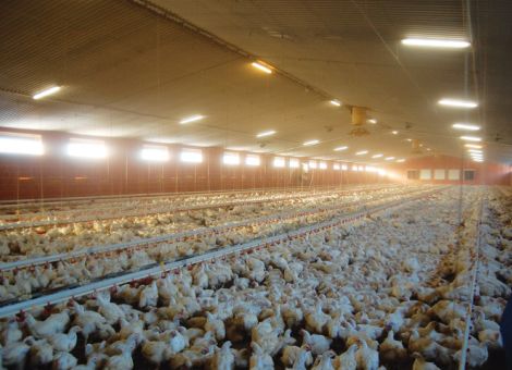 Betrieb entwickeln zwischen Ökonomie und Tierwohl