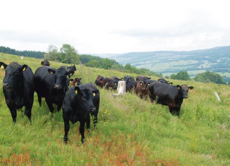 Angusrind passt zur Rhön