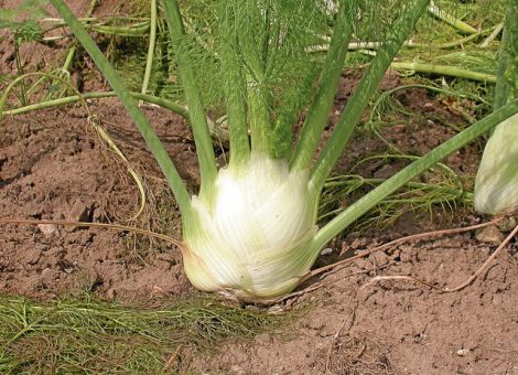 Knollenfenchel als aromatisches Heilgemüse