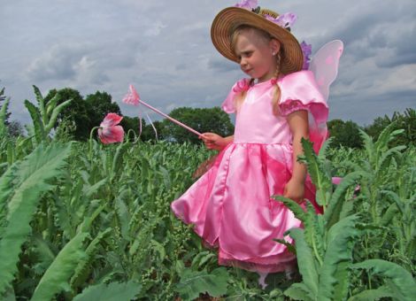 Kleine Mohnfee öffnet morgens die Blüten
