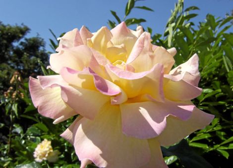 Rosen vermehren