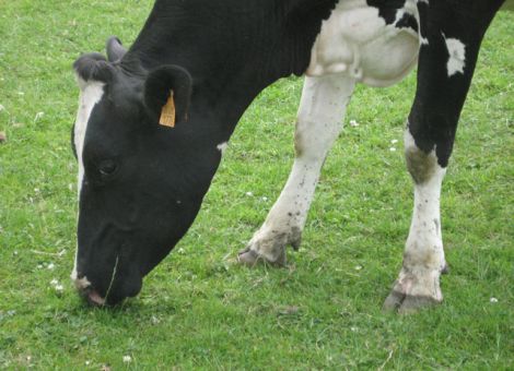Kühe haben feine Nasen