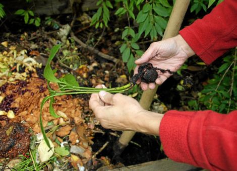 Exotische Obstarten aus Samen anziehen