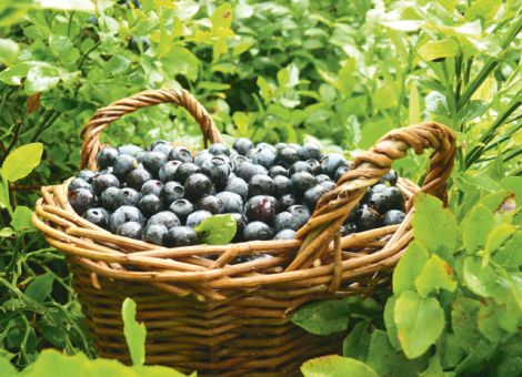 Beeren pflücken wie früher?