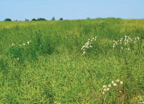 Unkrautkonkurrenz im Raps frühzeitig ausschalten