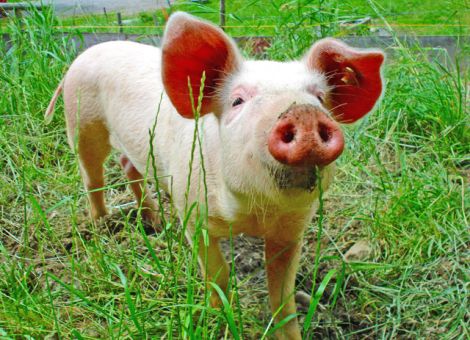 Gegen Sachkundenachweis in der Tierhaltung