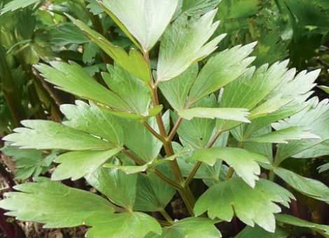Herzhafte Würzkräuter aus Garten und Natur