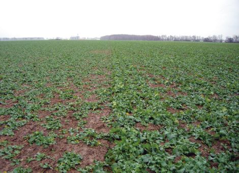 Der Herbsteinsatz sichert vor allem das Überwintern
