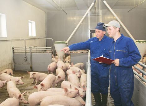 Immer mehr Forderungen an die Schweinehalter
