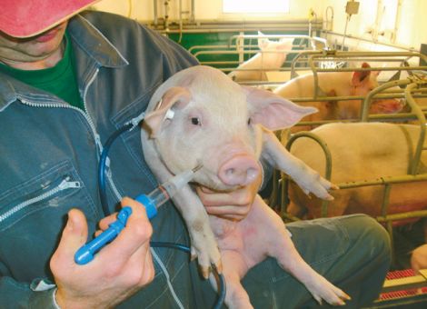 Durchfall beim Schwein homöopathisch behandeln?
