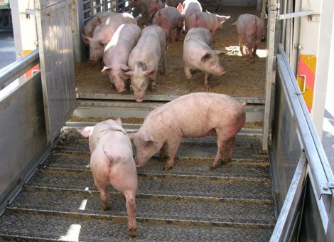 Schweine sind gesucht, Bullenpreise steigen