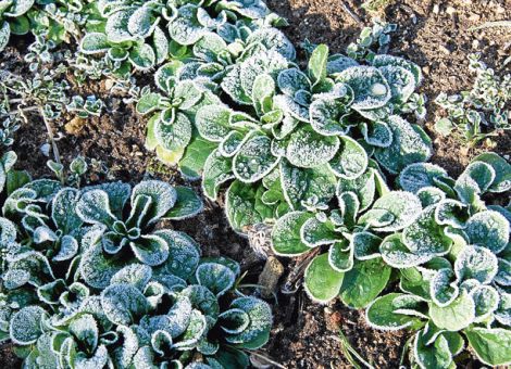 Winterlicher Hochgenuss