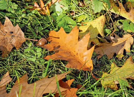 Falllaub als Wertstoff nutzen