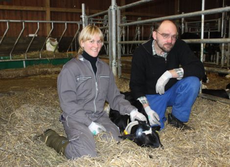 Enthornung: Stress fürs Kalb reduzieren