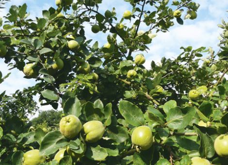 Zwei fast vergessene Obstsorten