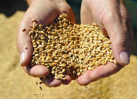 Höhere Stärke- und niedrigere Proteingehalte