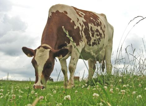 Lohnt sich die Beweidung mit Milchkühen noch?