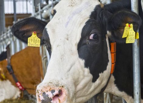 Preisverfall an der Milchquotenbörse