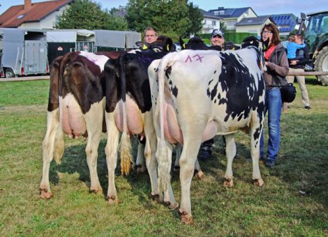 Beste Holsteins vorgestellt