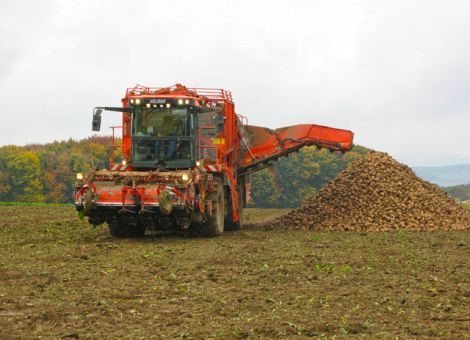 Erneut starke Zuckerrübenernte