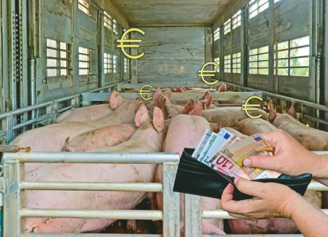 Jungbullenpreise ausgereizt