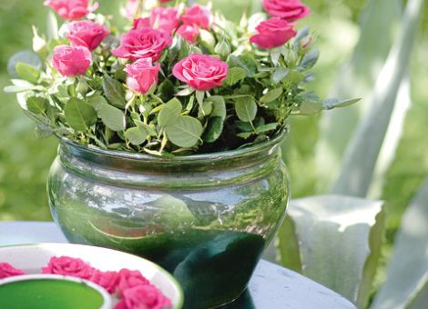Neue Rose für Gaumenfreuden