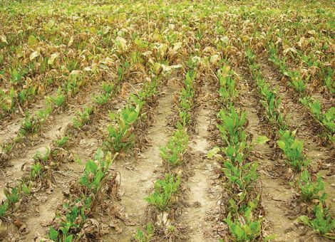Cercospora – Lehren aus einem schwierigen Jahr