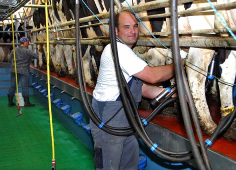 Milchleistung 2012 in Deutschland bei 8 237 kg