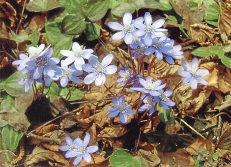 Das Leberblümchen