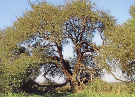 Der Wildapfel