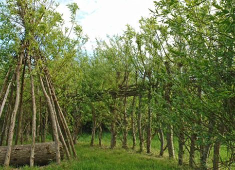 Bauen mit Weide