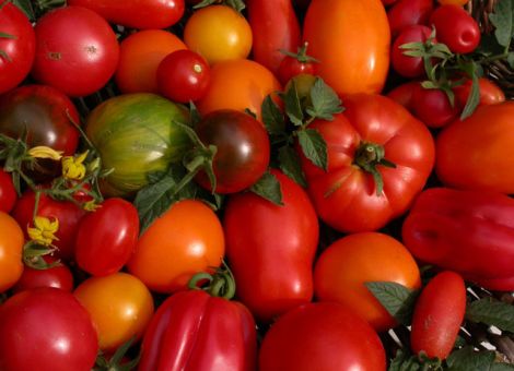 Tomaten in der Kinderstube